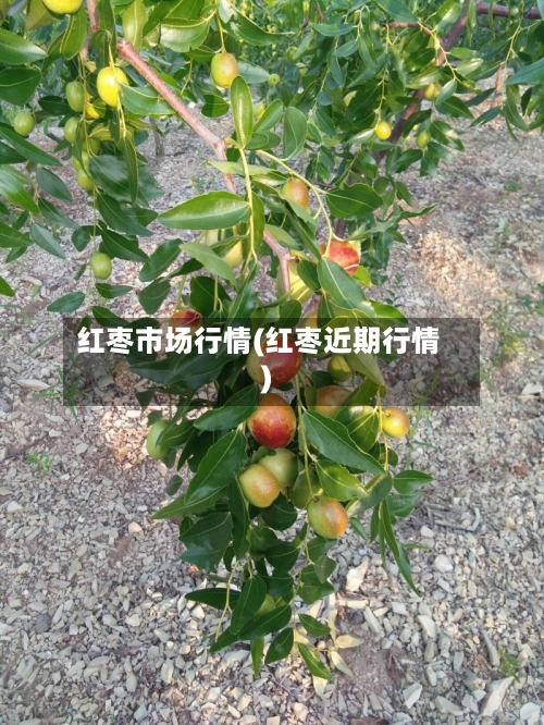 红枣市场行情(红枣近期行情)