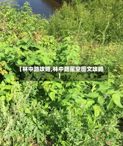 【林中路攻略,林中路星空图文攻略】