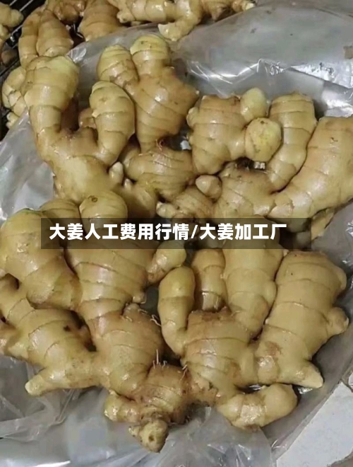 大姜人工费用行情/大姜加工厂