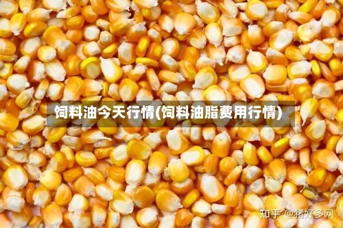 饲料油今天行情(饲料油脂费用行情)-第1张图片