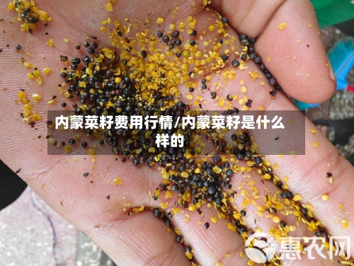内蒙菜籽费用行情/内蒙菜籽是什么样的-第1张图片