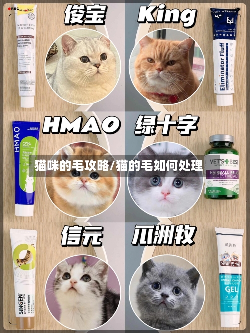 猫咪的毛攻略/猫的毛如何处理-第1张图片