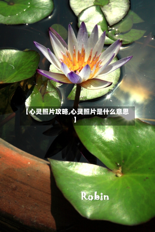 【心灵照片攻略,心灵照片是什么意思】-第1张图片