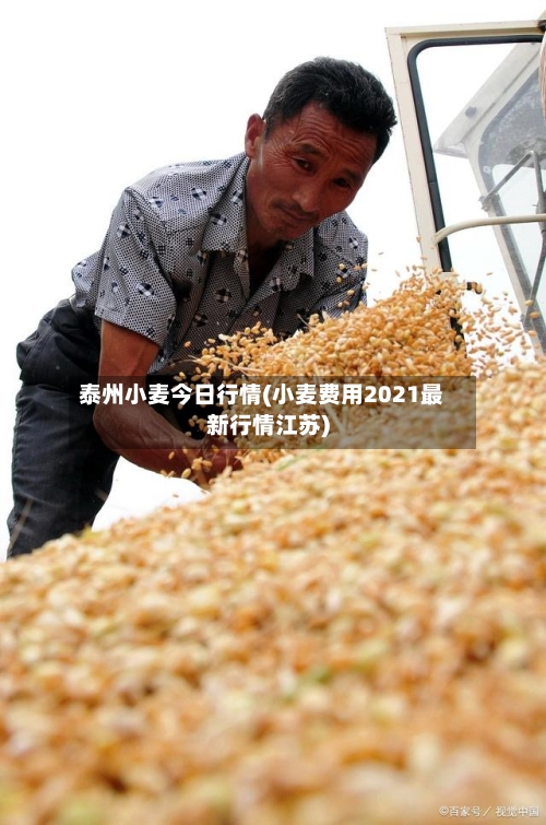 泰州小麦今日行情(小麦费用2021最新行情江苏)-第1张图片