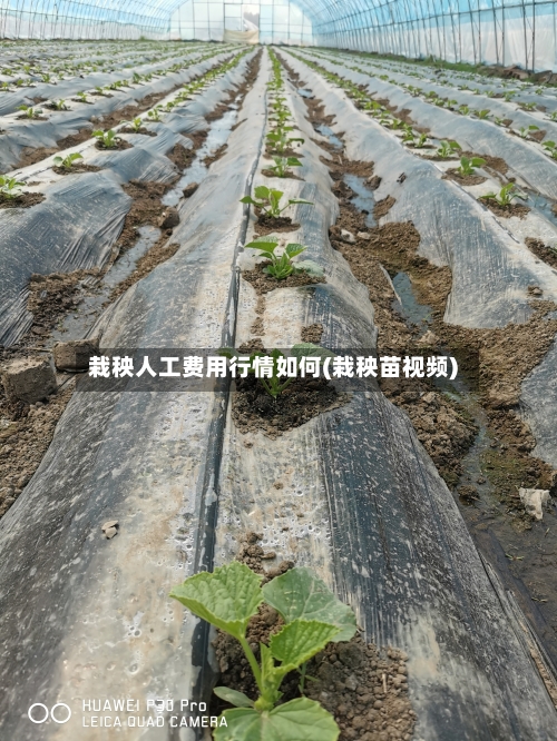 栽秧人工费用行情如何(栽秧苗视频)-第1张图片