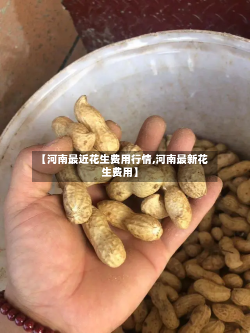 【河南最近花生费用行情,河南最新花生费用】-第1张图片