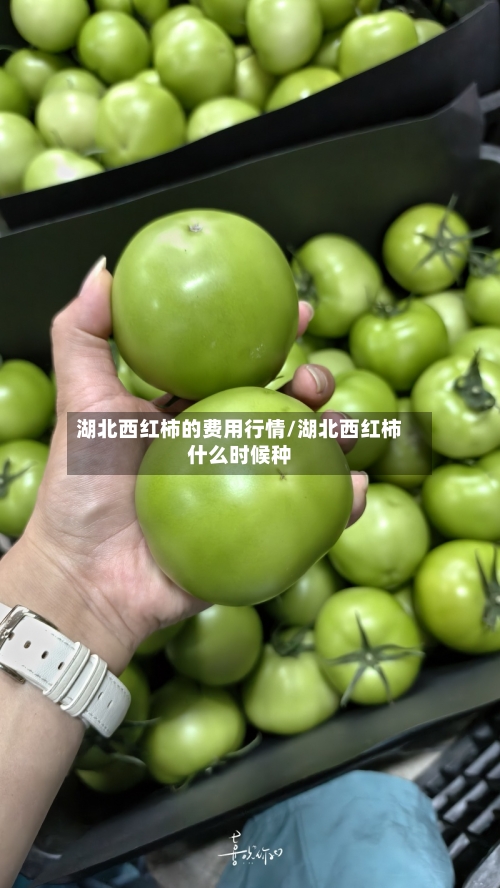 湖北西红柿的费用行情/湖北西红柿什么时候种-第1张图片