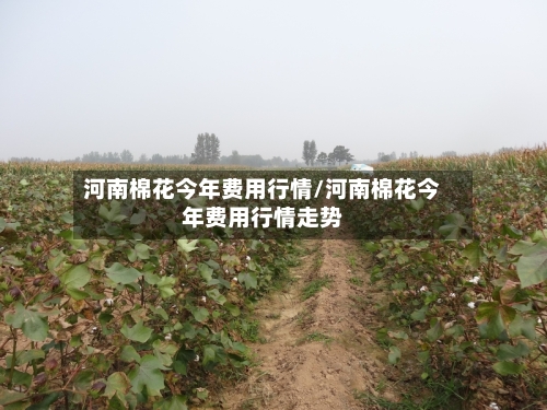 河南棉花今年费用行情/河南棉花今年费用行情走势-第1张图片