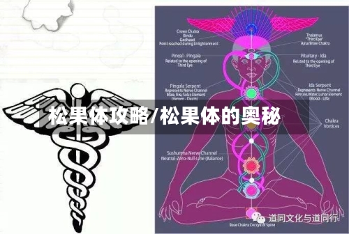 松果体攻略/松果体的奥秘-第1张图片