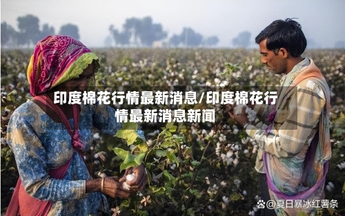 印度棉花行情最新消息/印度棉花行情最新消息新闻-第1张图片