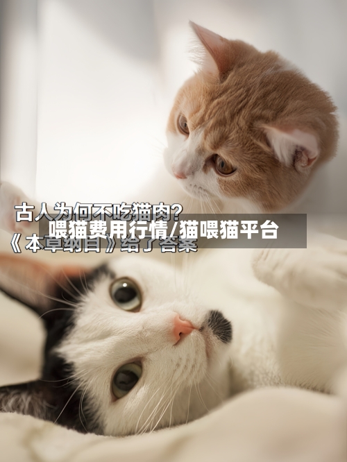 喂猫费用行情/猫喂猫平台-第1张图片
