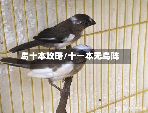 鸟十本攻略/十一本无鸟阵-第1张图片