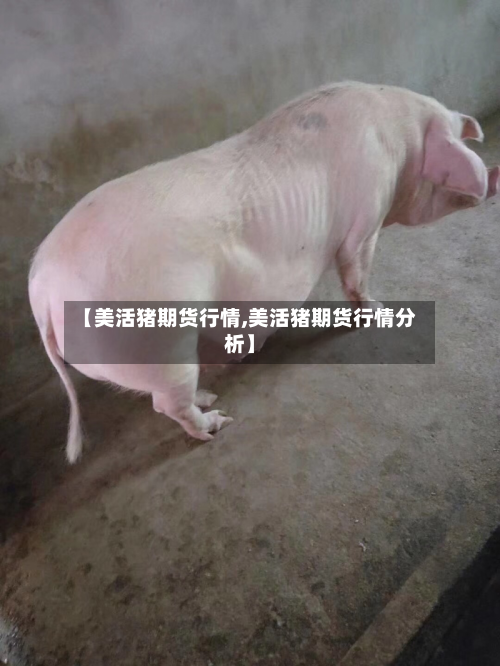 【美活猪期货行情,美活猪期货行情分析】-第1张图片