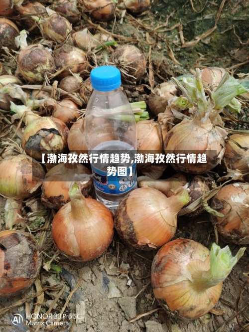 【渤海孜然行情趋势,渤海孜然行情趋势图】-第1张图片