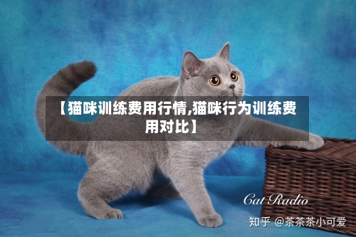 【猫咪训练费用行情,猫咪行为训练费用对比】-第1张图片