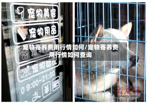 宠物寄养费用行情如何/宠物寄养费用行情如何查询-第1张图片