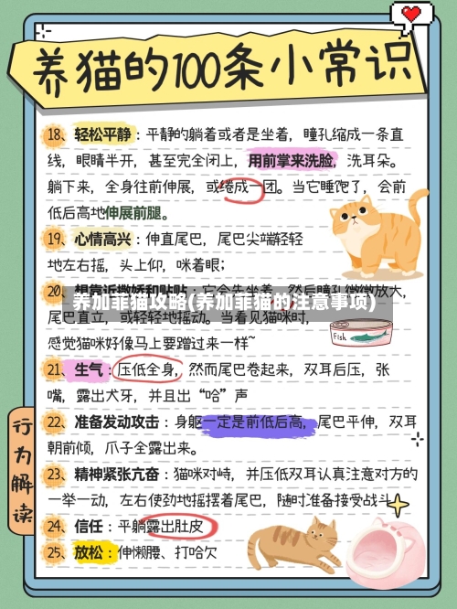 养加菲猫攻略(养加菲猫的注意事项)-第1张图片