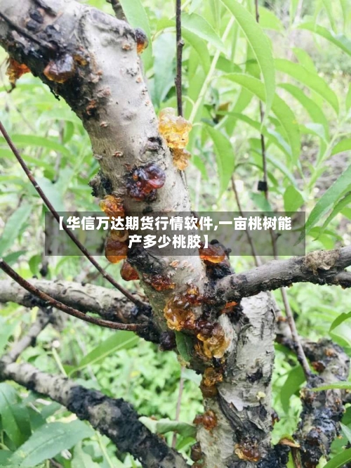 【华信万达期货行情软件,一亩桃树能产多少桃胶】-第1张图片
