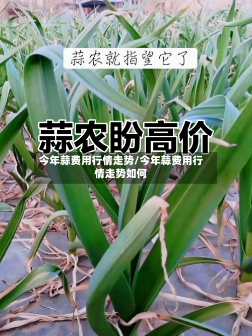 今年蒜费用行情走势/今年蒜费用行情走势如何-第1张图片