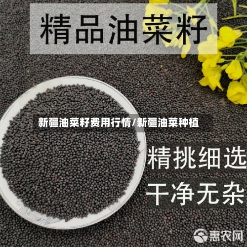 新疆油菜籽费用行情/新疆油菜种植-第3张图片