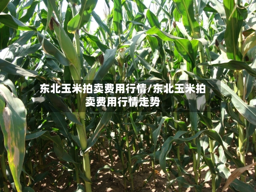 东北玉米拍卖费用行情/东北玉米拍卖费用行情走势-第1张图片