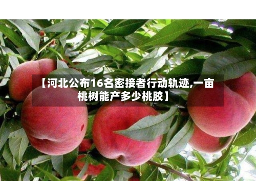 【河北公布16名密接者行动轨迹,一亩桃树能产多少桃胶】-第2张图片