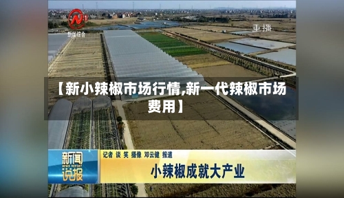 【新小辣椒市场行情,新一代辣椒市场费用】-第2张图片