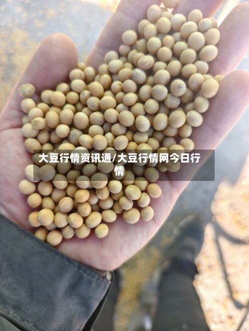 大豆行情资讯通/大豆行情网今日行情