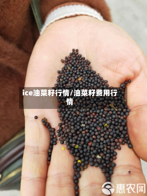 ice油菜籽行情/油菜籽费用行情-第3张图片
