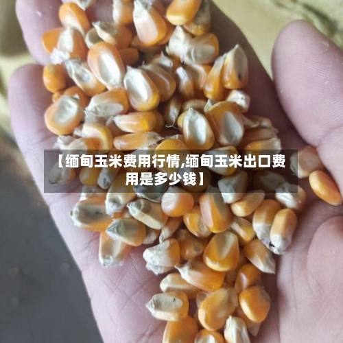 【缅甸玉米费用行情,缅甸玉米出口费用是多少钱】-第3张图片