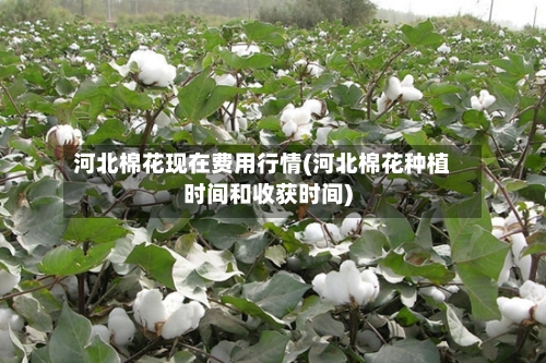 河北棉花现在费用行情(河北棉花种植时间和收获时间)-第2张图片