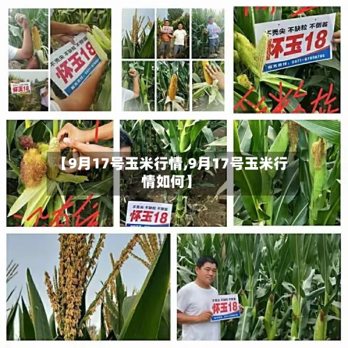 【9月17号玉米行情,9月17号玉米行情如何】-第2张图片