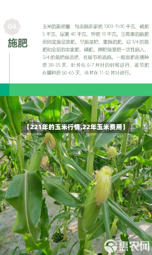 【221年的玉米行情,22年玉米费用】
