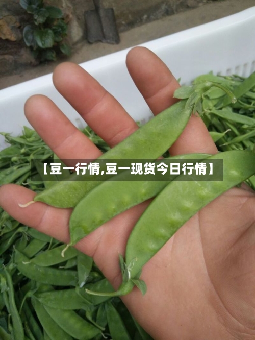 【豆一行情,豆一现货今日行情】