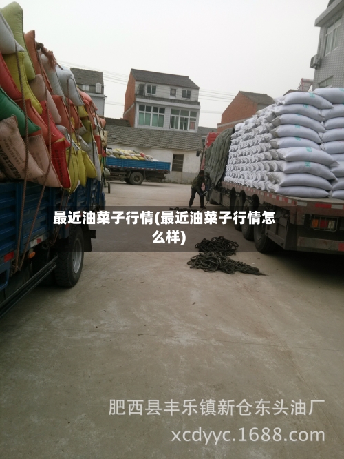 最近油菜子行情(最近油菜子行情怎么样)-第2张图片