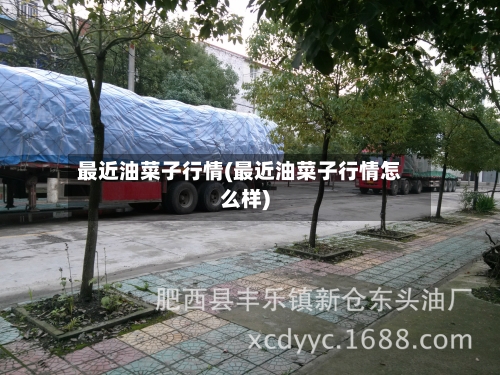 最近油菜子行情(最近油菜子行情怎么样)-第1张图片