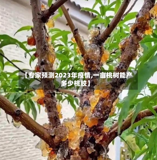 【专家预测2023年疫情,一亩桃树能产多少桃胶】